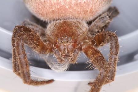 Cyrtophora_ZZXYX_D4070_Z_90_Coochi island_Australie.jpg